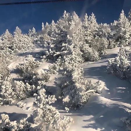 Flora 613 Borovets